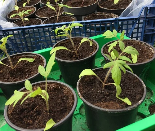 Tomatenjungpflanzen. Klick führt zu Großansicht im neuen Fenster.