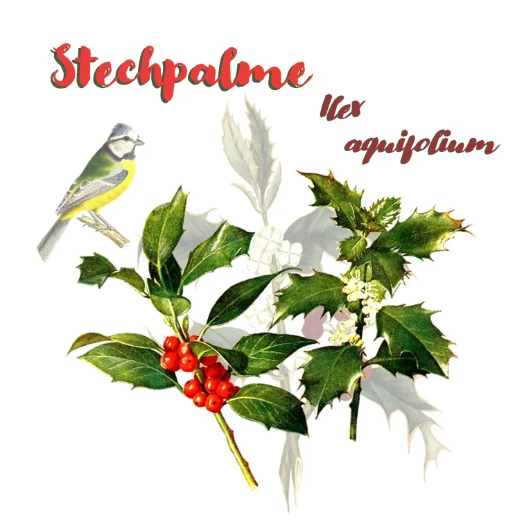 Europäische Stechpalme