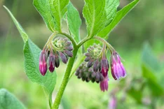 Die Pflanze des Monats Mai 2025: Echter Beinwell (Symphytum officinale)