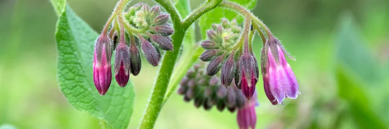 Echter Beinwell mit blühenden violetten Blüten.