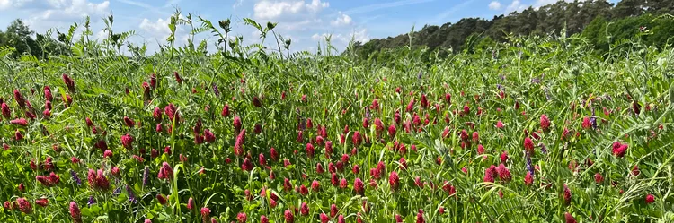 Blühender Bestand der Zwischenfruchtmischung Landsberger Gemenge.