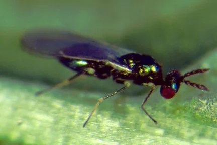 Diglyphus isaea (Schlupfwespenart)