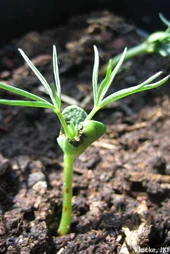 Anthracnose an Lupinenkeimling. Klick führt zu Großansicht.