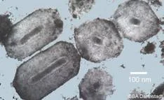 Apfelwickler-Granulosevirus