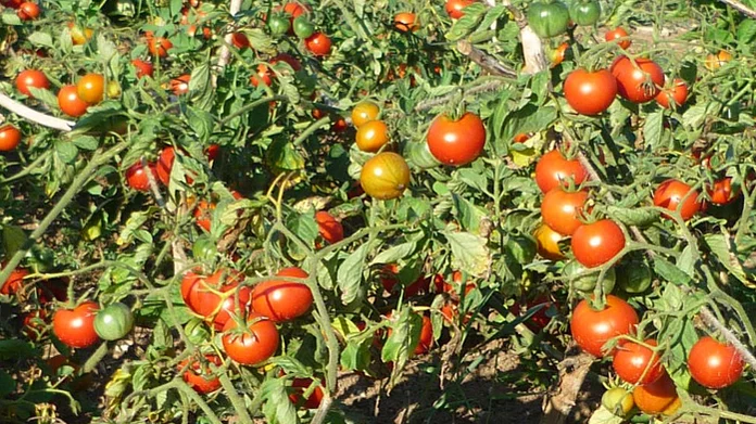 Buschtomaten.