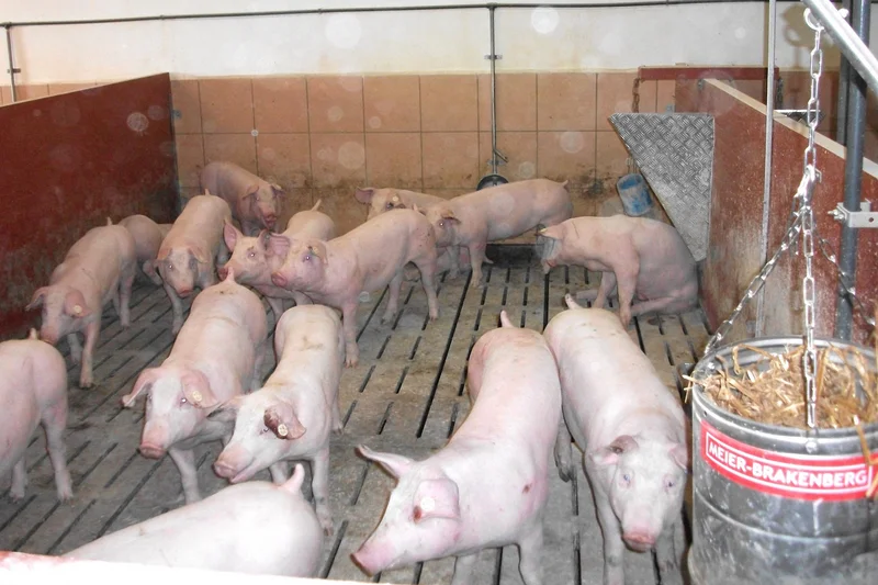 Schweine im Stall. Klick führt zu Großansicht in neuem Fenster.
