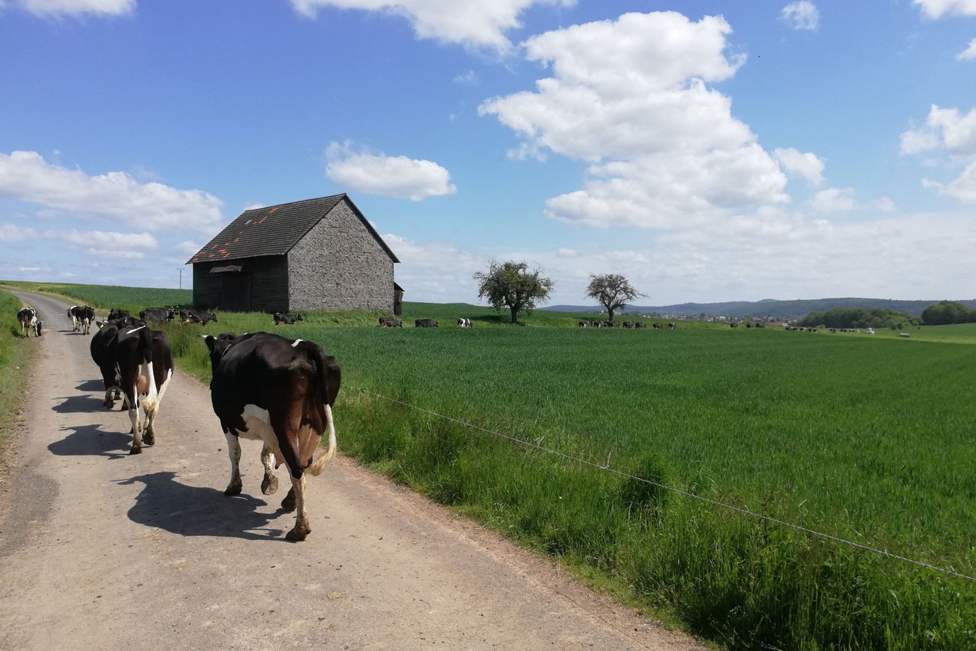 Kühe laufen über Feldweg. Klick führt zu Großansicht in neuem Fenster, schließen per ESC.
