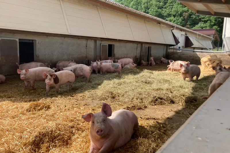 Mastschweine, Klick führt zu Großansicht, Schließen mit ESC