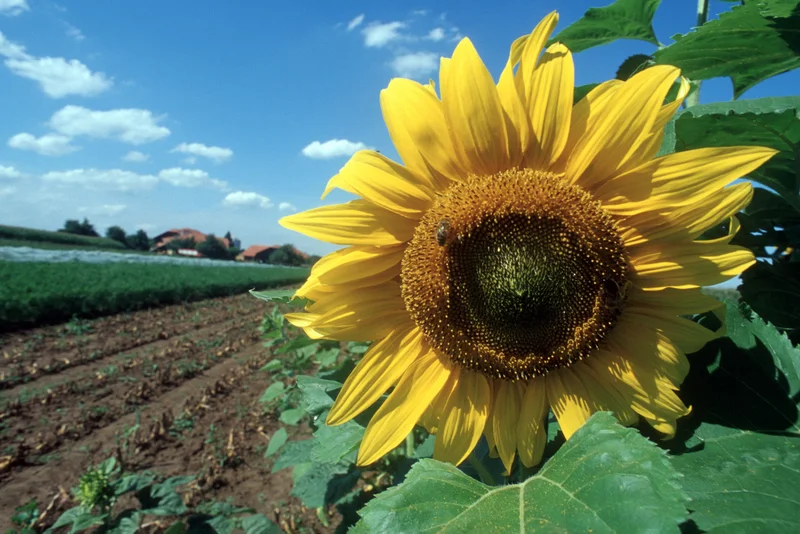 Sonnenblume. Klick führt zu Großansicht in neuem Fenster.