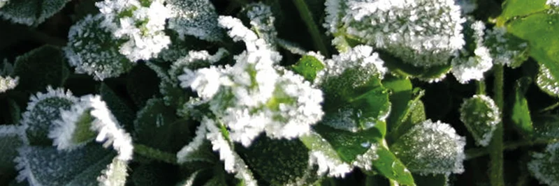 Erdklee bei Frost.