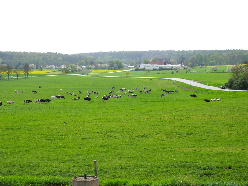 Kühe auf Weide