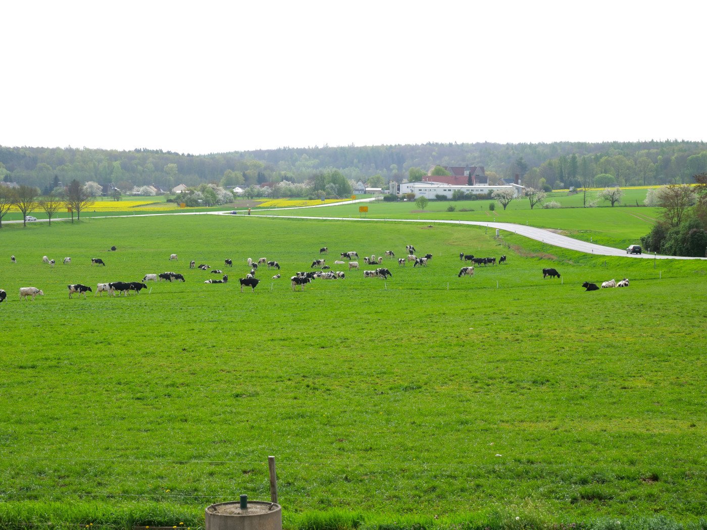 Kühe auf Weide