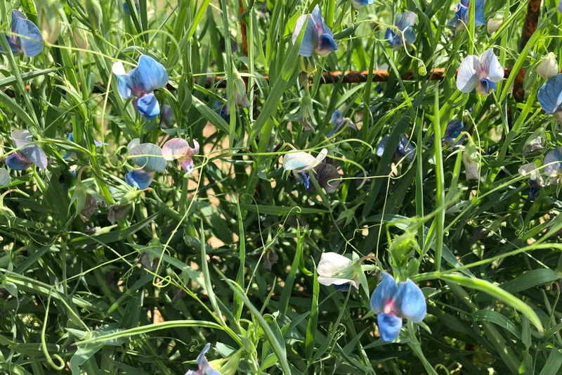 Feld mit blauviolett blühenden Saat-Platterbsen.