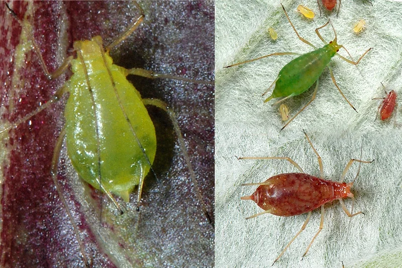 Grünfleckige und Grünstreifige Kartoffelblattläuse Aulacorthum solani, Macrosiphum euphorbiae
