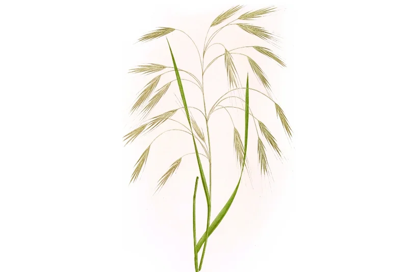 Taube Trespe (Bromus sterilis)