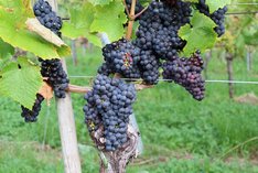 Innovative Konzepte für den Pflanzenschutz im Öko-Weinanbau in Europa
