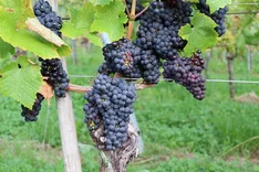 Innovative Konzepte für den Pflanzenschutz im Öko-Weinanbau in Europa
