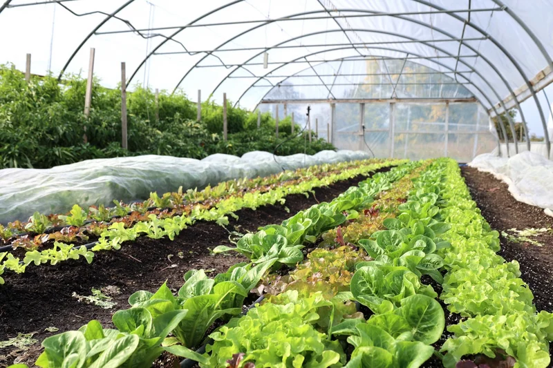 Blick in einen mit Salat und Tomaten bepflanzten Folientunnel. Klick führt zu Großansicht.