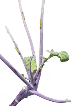 Raupen an Kohlrabi