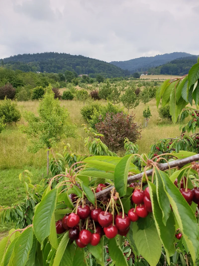 Kirschen am Baum