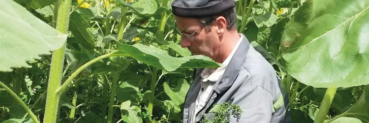 Mann im Sonnenblumenfeld