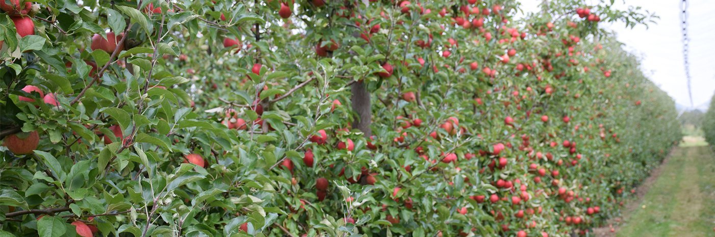 Apfelbäume auf Pinova Versuchsanlage.