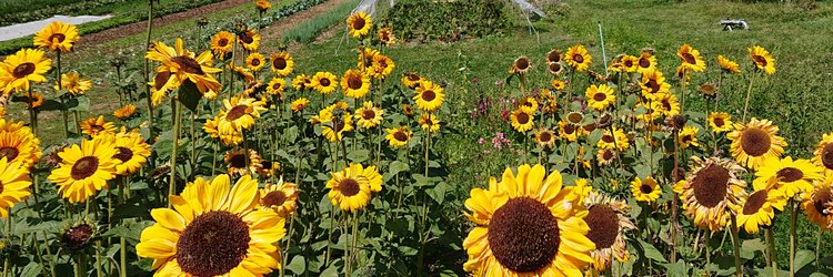 Sonnenblumen auf dem Acker