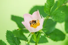 Heckengehölze als Wildbienen-Lebensraum