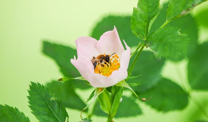 Heckengehölze als Wildbienen-Lebensraum