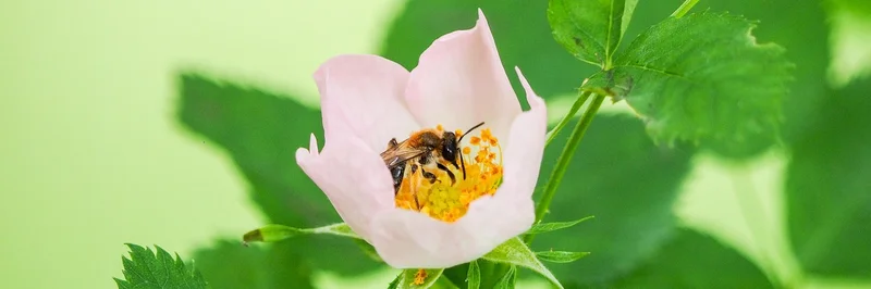 Hundsrose mit Wald-Sandbiene.
