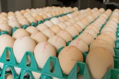 Wie viele Bio-Eier werden in Deutschland produziert?