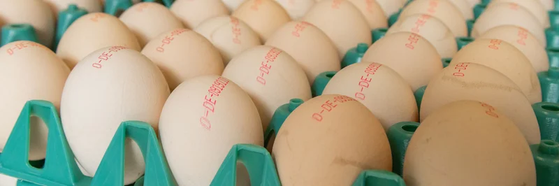 Bio-Eier auf einer Palette.