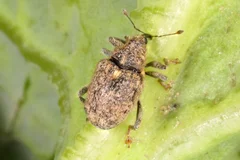 Gefleckter Kohltriebrüssler