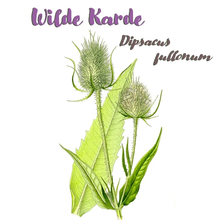 Grafik der Wilden Karde.