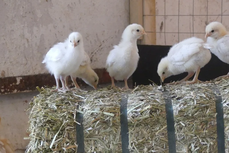 Küken auf Strohballen. Klick führt zu Großansicht im neuen Fenster.