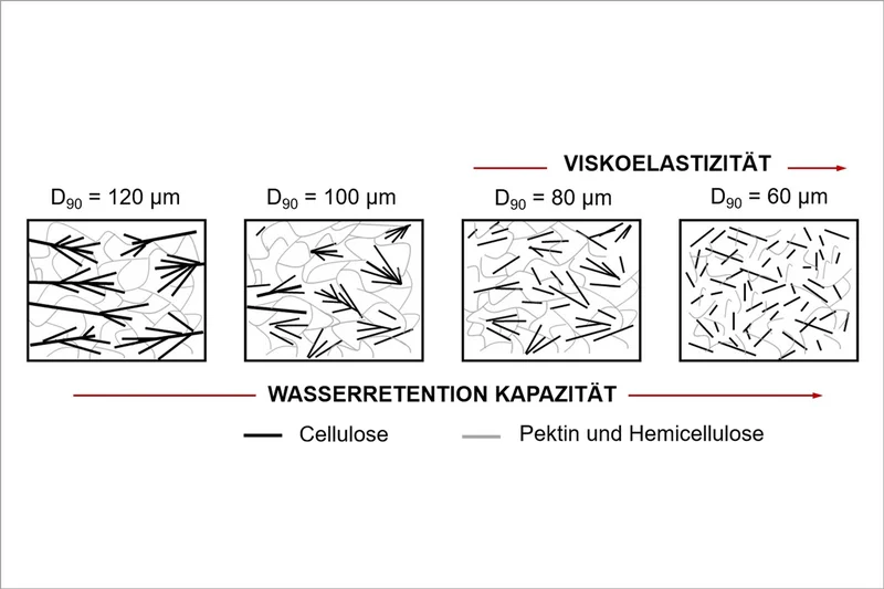 Schema des mechanischen Abbaus der Zellwand. Klick führt zu Großansicht in neuem Fenster. 