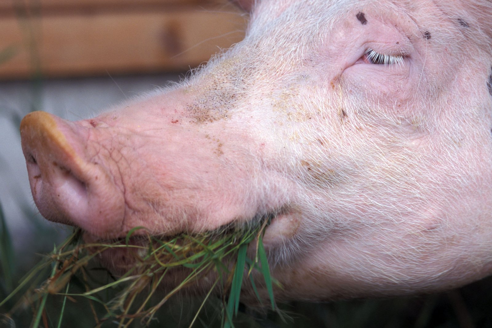 Schwein beim Grasfressen, Klick führt zu Großansicht, Schließen mit ESC