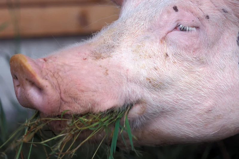 Schwein beim Grasfressen, Klick führt zu Großansicht, Schließen mit ESC