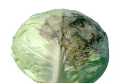 Falscher Mehltau an Weißkohl. Zum Vergrößern klicken.