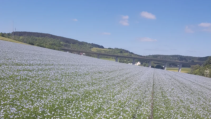 Leinblüten auf einem Feld.