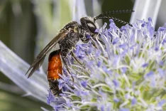 Dickkopf-Blutbiene (Sphecodes monilicornis KIRBY, 1802)