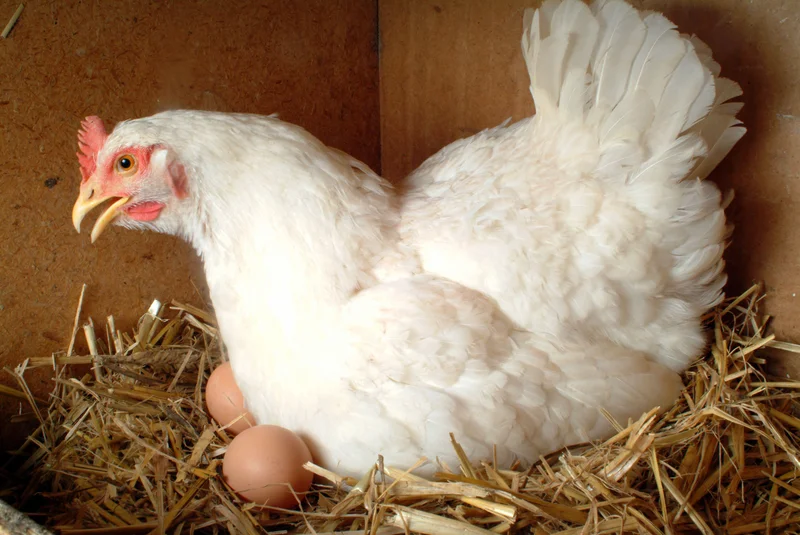 Huhn im Nest