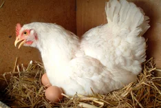 Wie werden Hühner in der ökologischen Landwirtschaft gehalten?