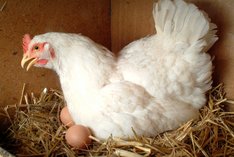 Wie werden Hühner in der ökologische Landwirtschaft gehalten?