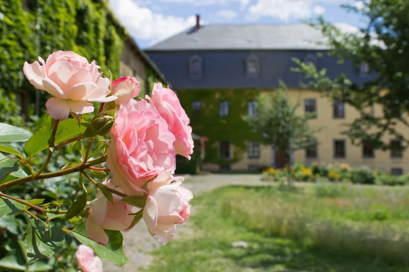 Rosafarbene Rosen vor Hofgut. Klick führt zu Großansicht im neuen Fenster.