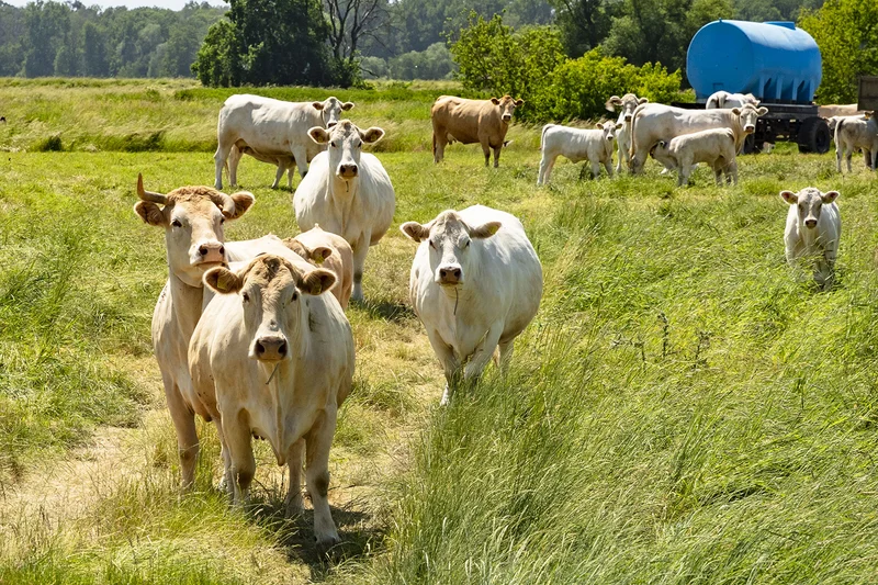 Kühe auf der Weide