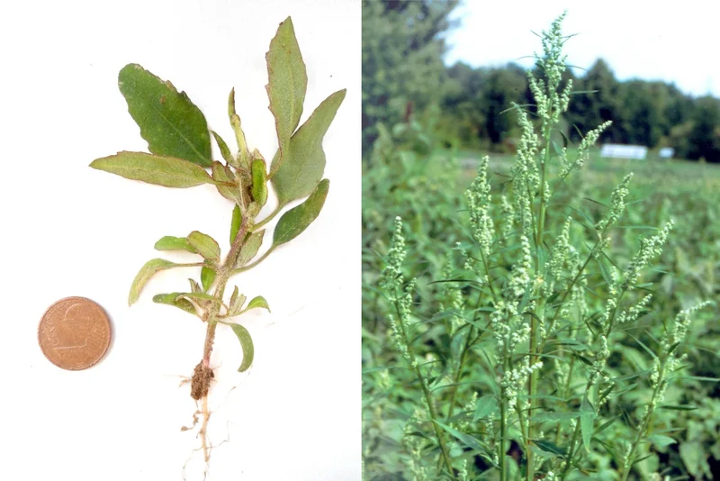 Weißer Gänsefuß (Chenopodium album), Ackermelde