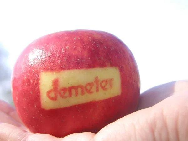 Apfel. Klick führt zu Großansicht im neuen Fenster