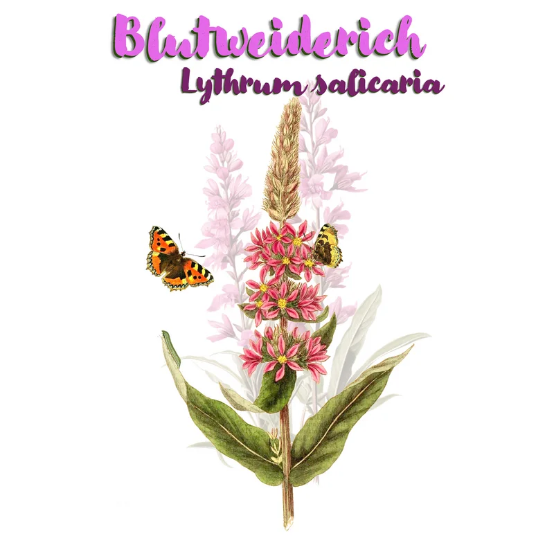 Grafik des Blutweiderich. Klick führt zu Großansicht in einer Lightbox. Zum Schließen der Lightbox ESC drücken.