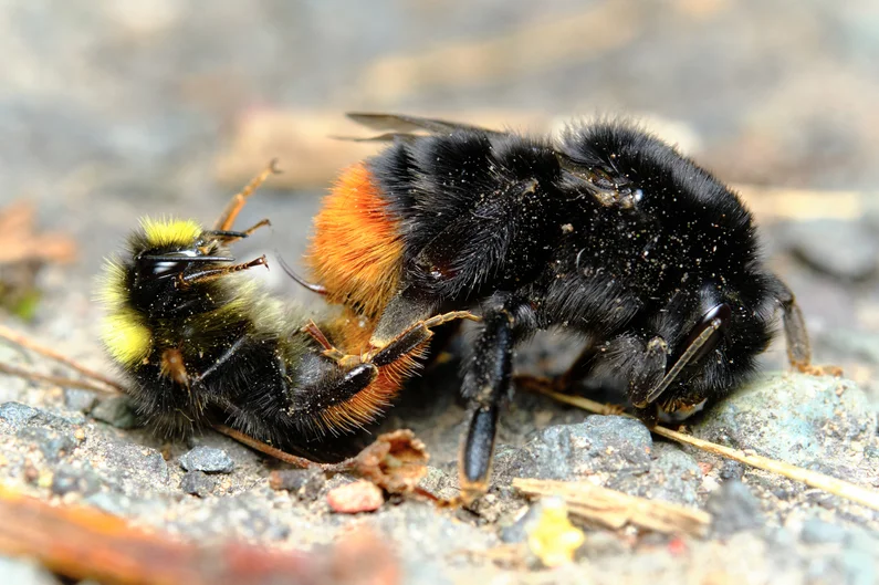 Steinhummel Steinhummel (Klick öffnet neues Fenster)